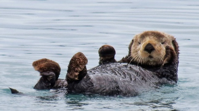 How were Researchers able to Keep Track of what was Happening to the Otters?
