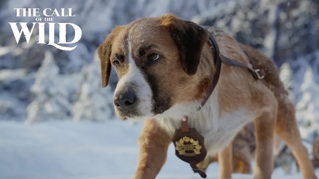 What Kind of Dog is Buck in Call of the Wild 2020