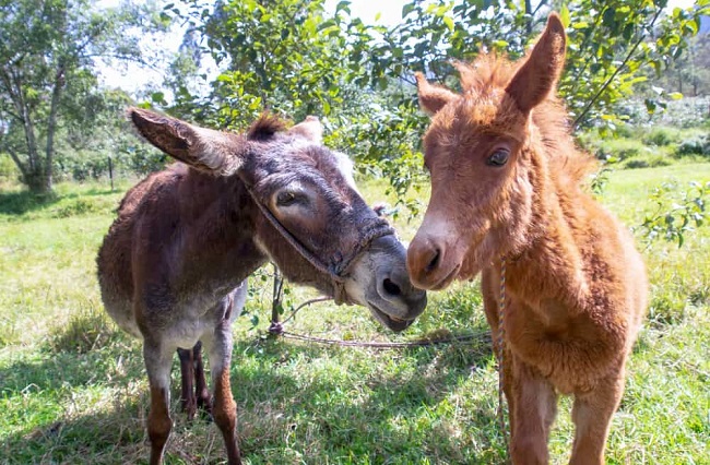 What is the Name for the Offspring of a Male Donkey and a Female Horse?