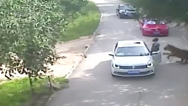 Woman Mauled to Death by Tiger in Beijing Animal Park